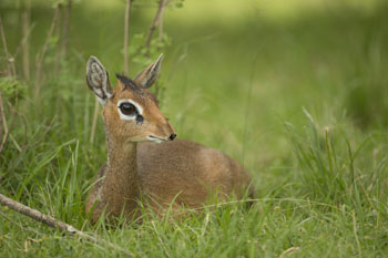 dik-dik